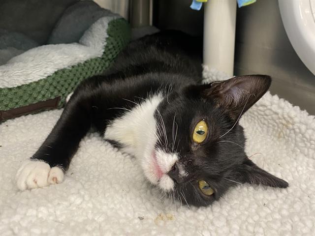 Enlarge FIGGY, a Adoptable Domestic Short Hair in Palo Alto, CA image 2/2