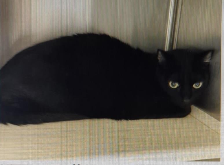 Matzo Ball - Will warm your heart, adopted, Adult Male Domestic Short Hair.