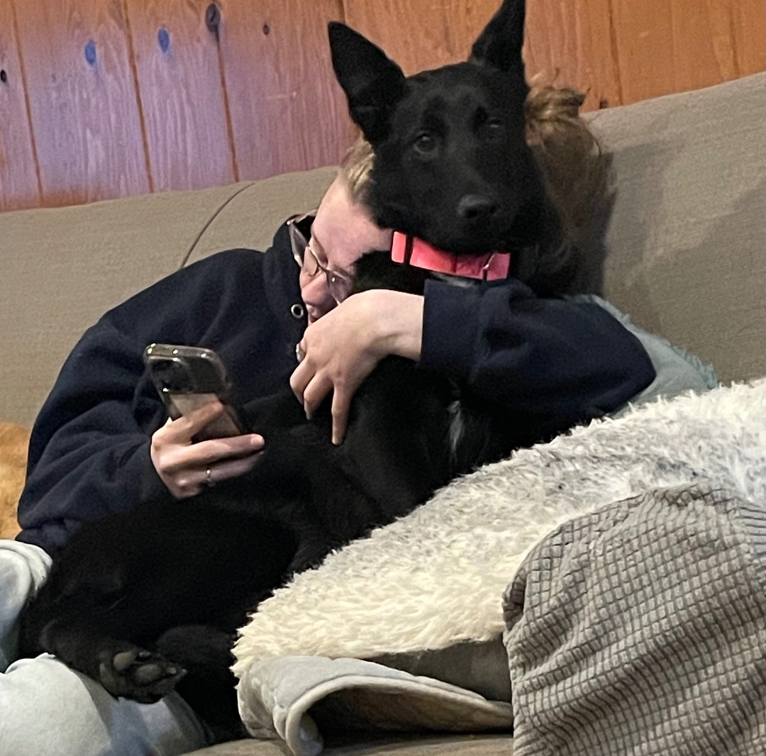 Dog for adoption Abby, an Australian Shepherd Mix in Cressona, PA