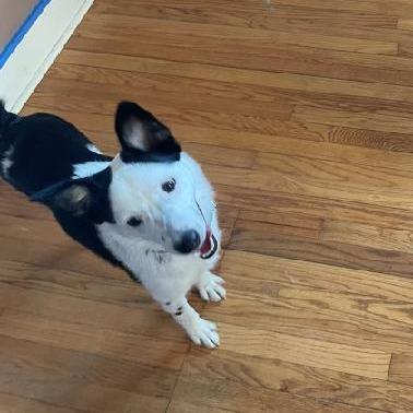 Stitch, Adoptable, Young Male Mixed Breed & Border Collie.