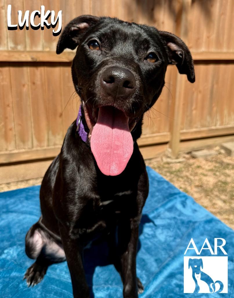 Lucky, Adoptable, Young Female Staffordshire Bull Terrier & Pit Bull Terrier.