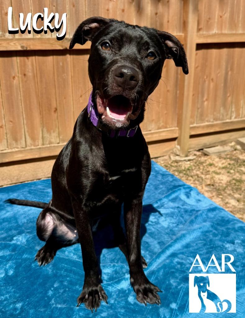 Enlarge Lucky, a Adoptable mixed breed in Magnolia, TX image 2/4