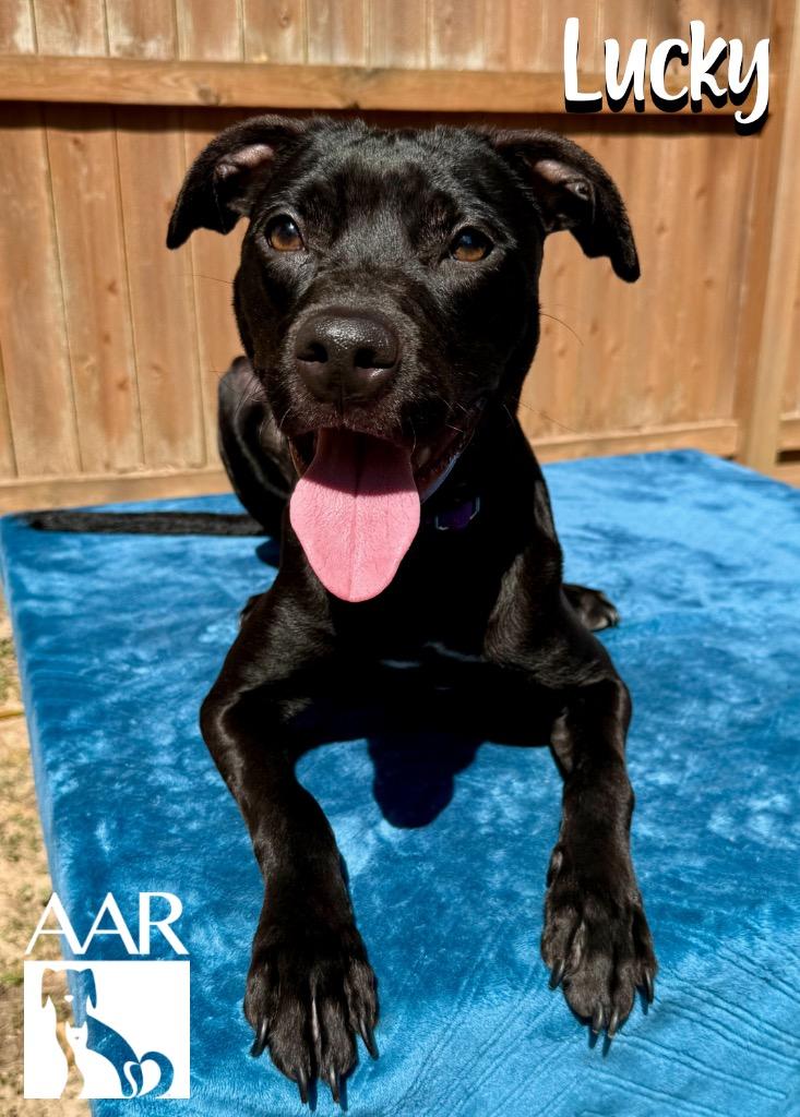 Enlarge Lucky, a Adoptable mixed breed in Magnolia, TX image 3/4