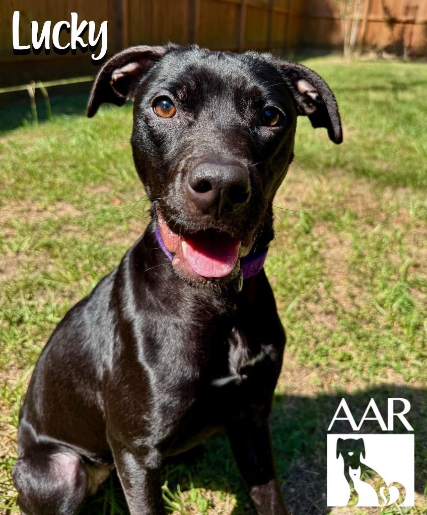 Enlarge Lucky, a Adoptable mixed breed in Magnolia, TX image 4/4
