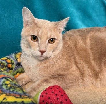 Lucien, a Adoptable Domestic Long Hair in Greenville, IL image 1/2