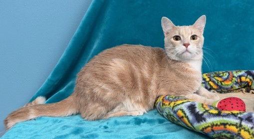 Lucien — thumbnail 2