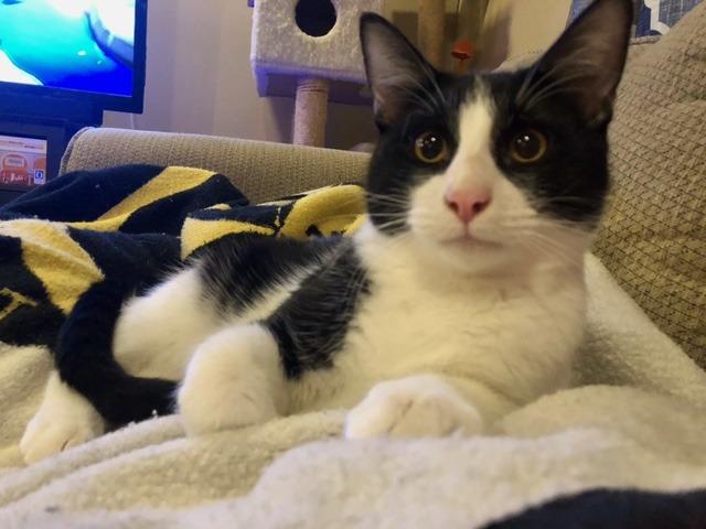 Griffith, Adoptable, Young Male Domestic Short Hair.