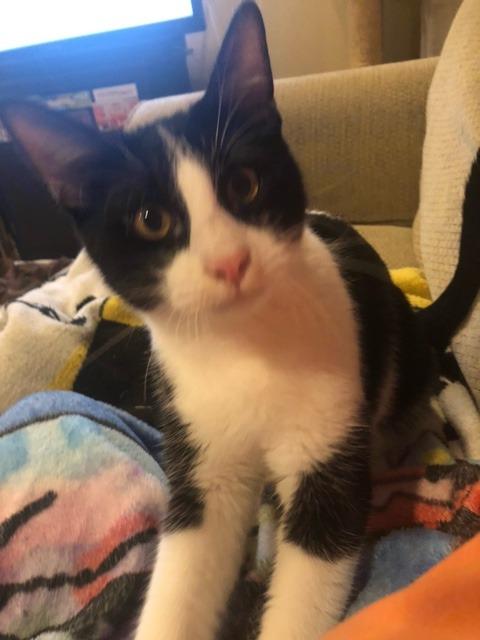 Enlarge Griff, a Adoptable mixed breed in Little Rock, AR image 1/4