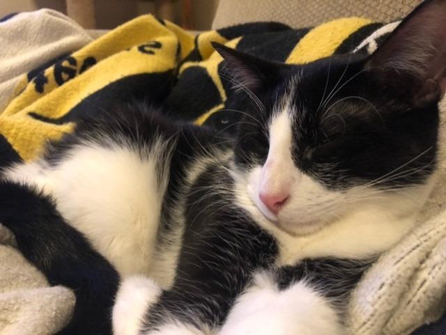 Enlarge Griff, a Adoptable mixed breed in Little Rock, AR image 2/4