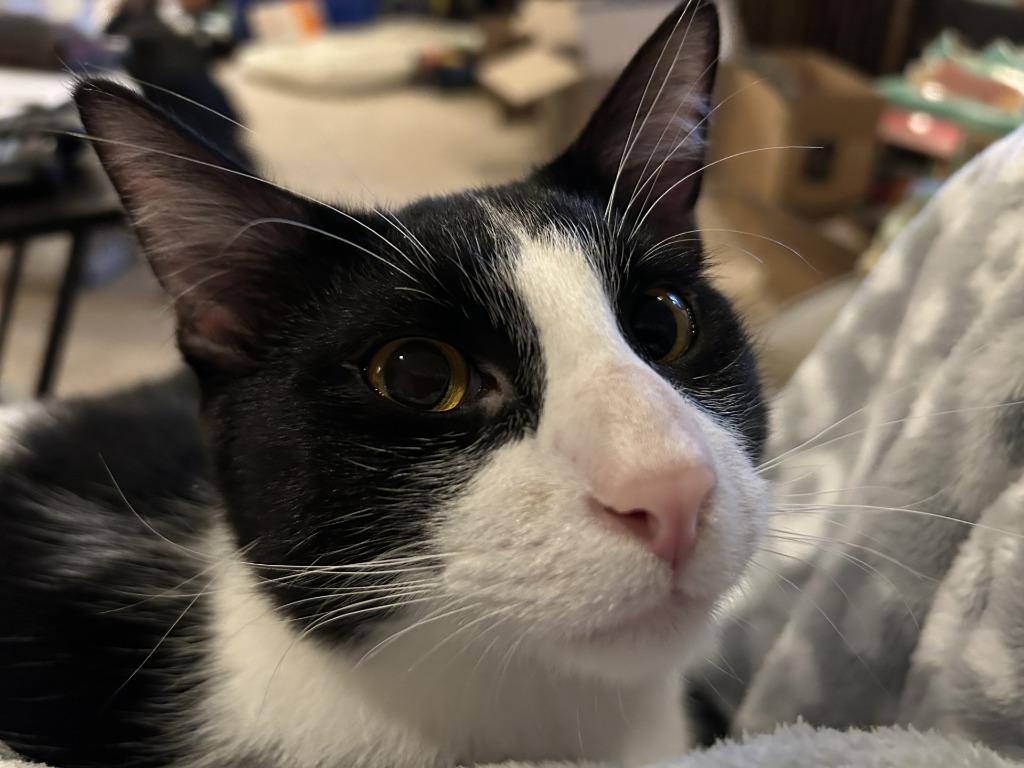 Enlarge Griff, a Adoptable mixed breed in Little Rock, AR image 2/4