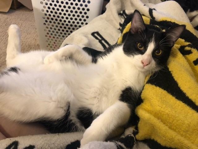 Enlarge Griffith, a Adoptable mixed breed in Little Rock, AR image 4/4