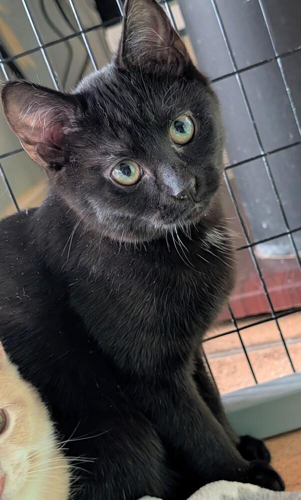 Crinkle, Adoptable, Kitten Female Domestic Short Hair.