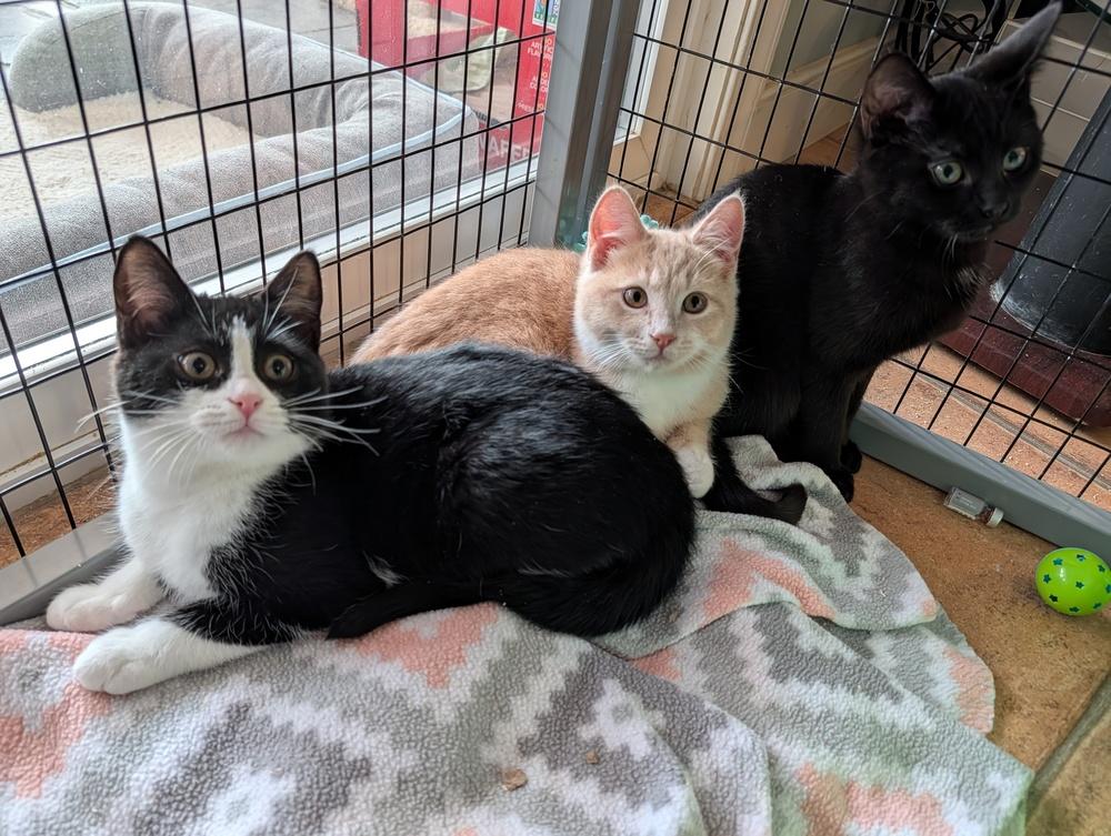 Enlarge Crinkle, a Adoptable Domestic Short Hair in Louisa, VA image 2/3