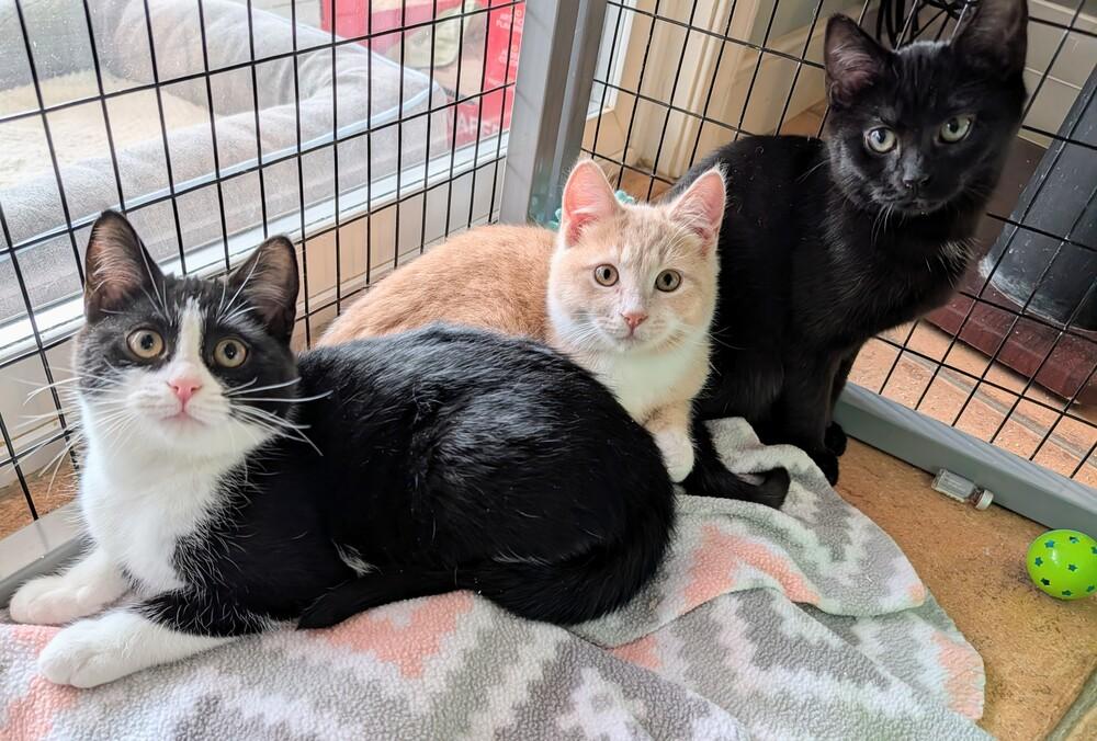 Enlarge Crinkle, a Adoptable Domestic Short Hair in Louisa, VA image 3/3