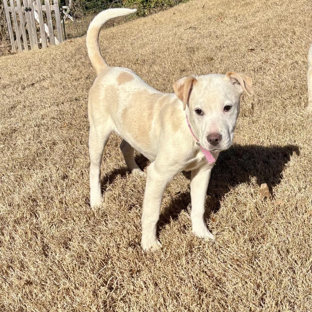 WINTER, Adoptable, Puppy Female English Springer Spaniel & Great Pyrenees.