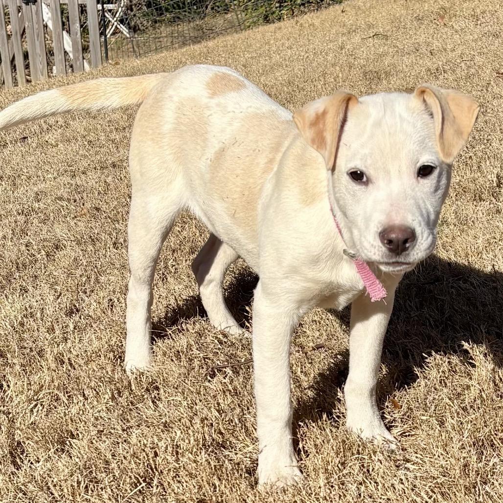 Enlarge WINTER, a Adoptable mixed breed in Cordova, TN image 2/6