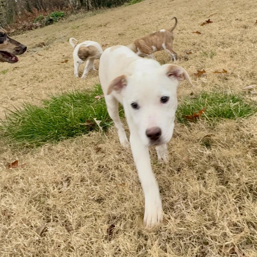 Enlarge WINTER, a Adoptable mixed breed in Cordova, TN image 3/6