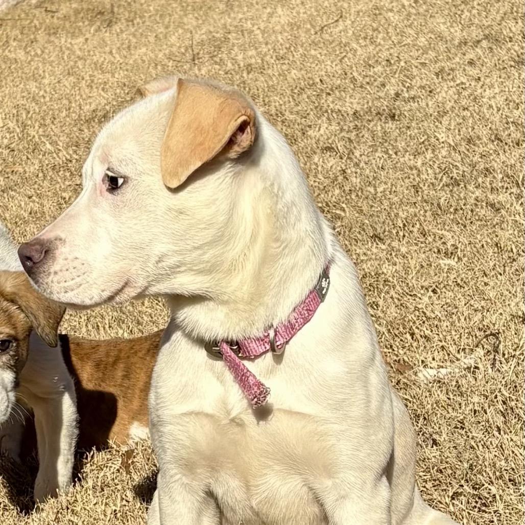 Enlarge WINTER, a Adoptable mixed breed in Cordova, TN image 4/6
