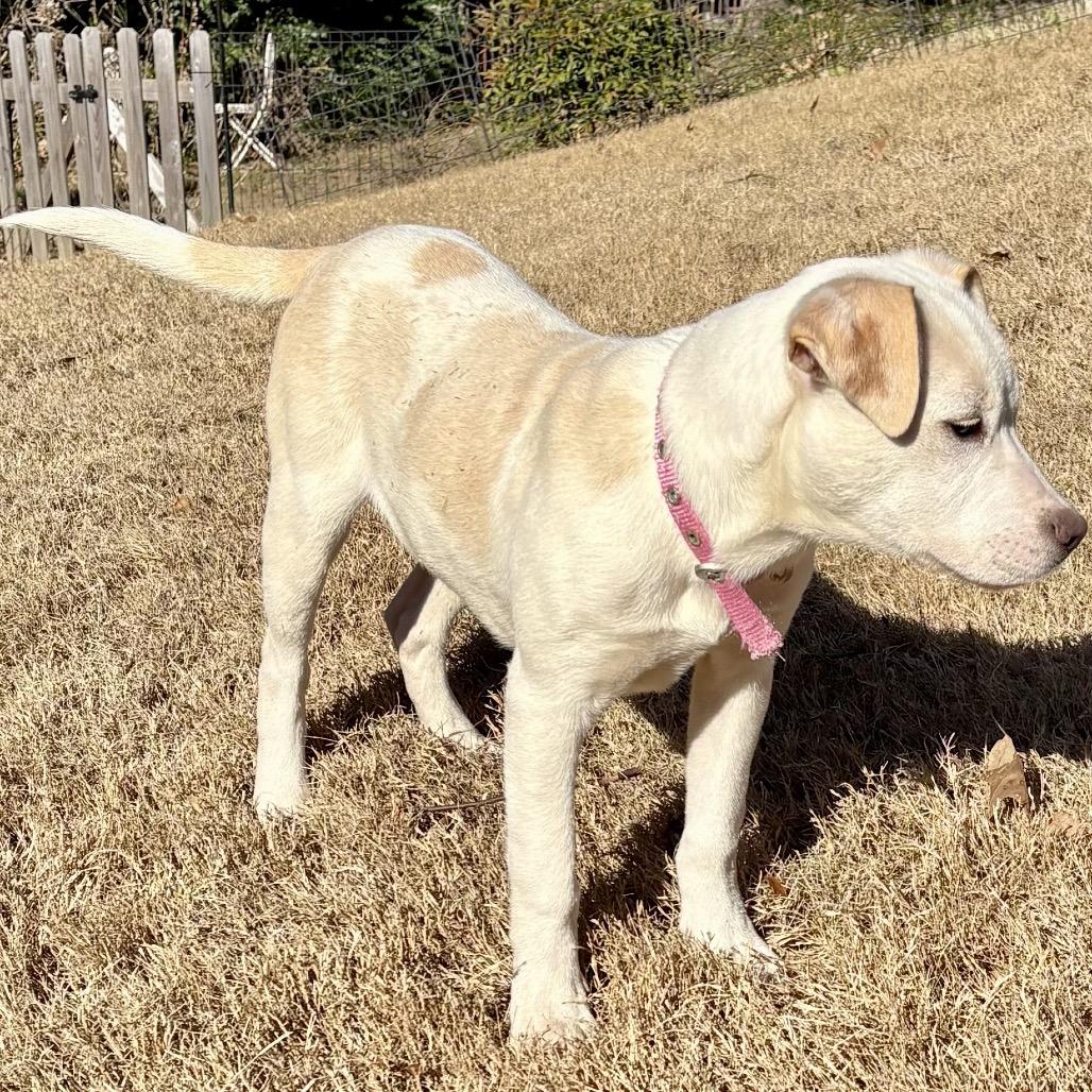 Enlarge WINTER, a Adoptable mixed breed in Cordova, TN image 5/6