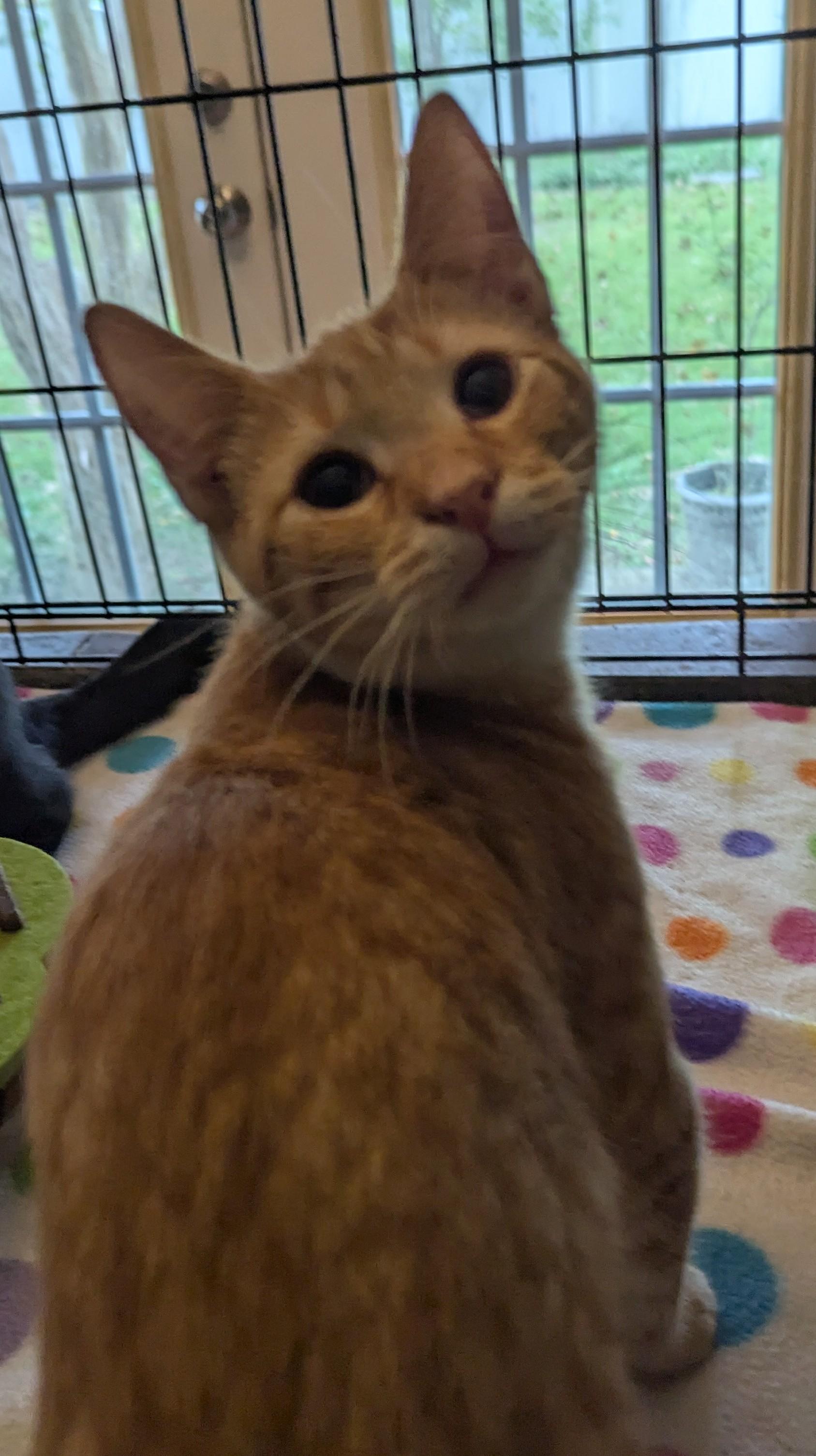 Rascal, a Adoptable Domestic Short Hair in Malden, MA image 5/5