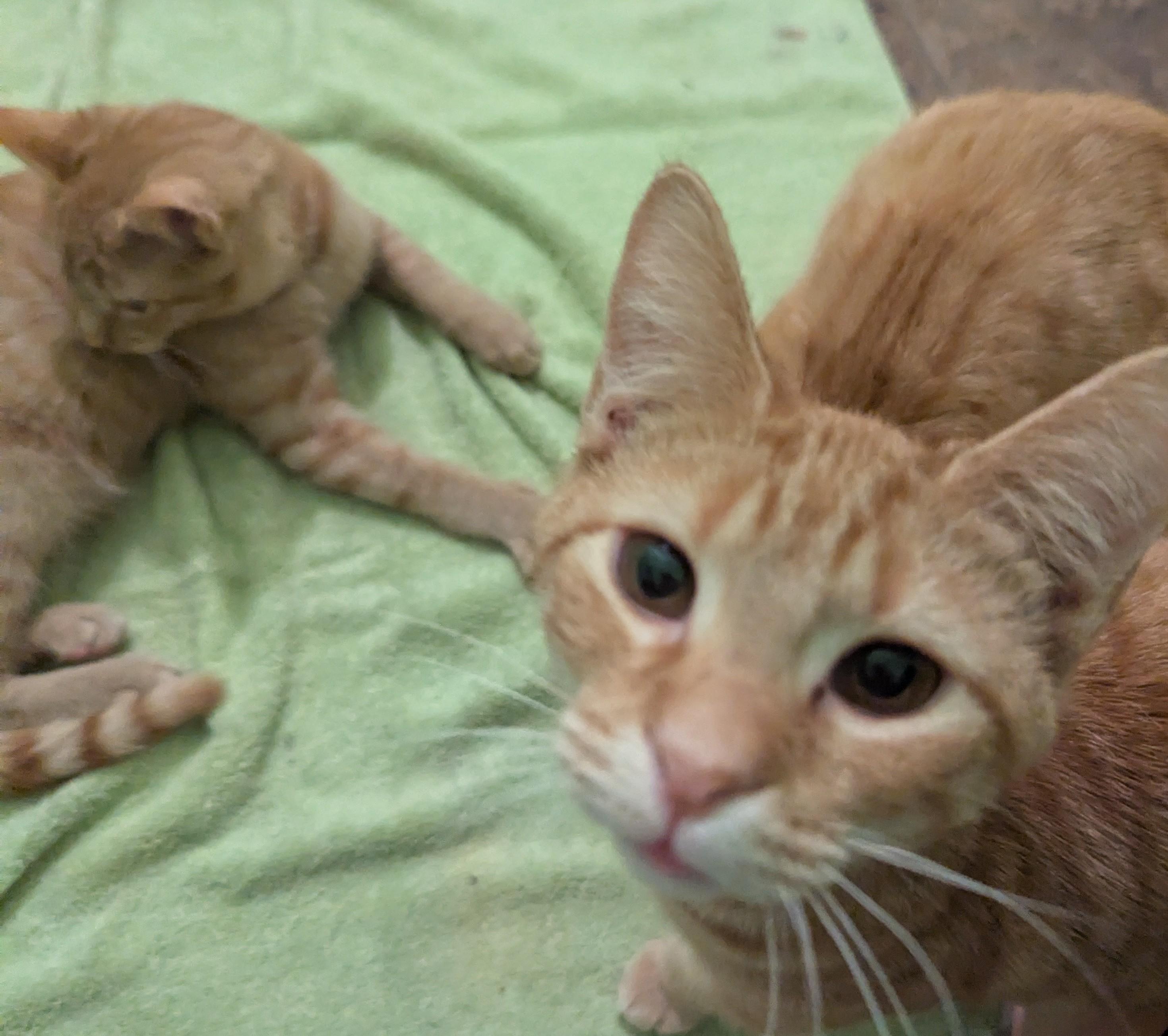 Rascal, a Adoptable Domestic Short Hair in Malden, MA image 3/5