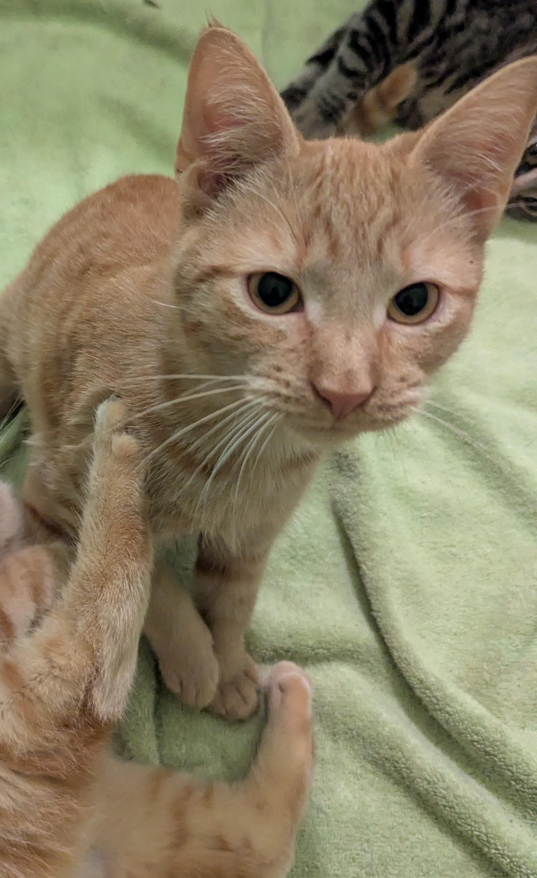 Rascal, a Adoptable Domestic Short Hair in Malden, MA image 2/5