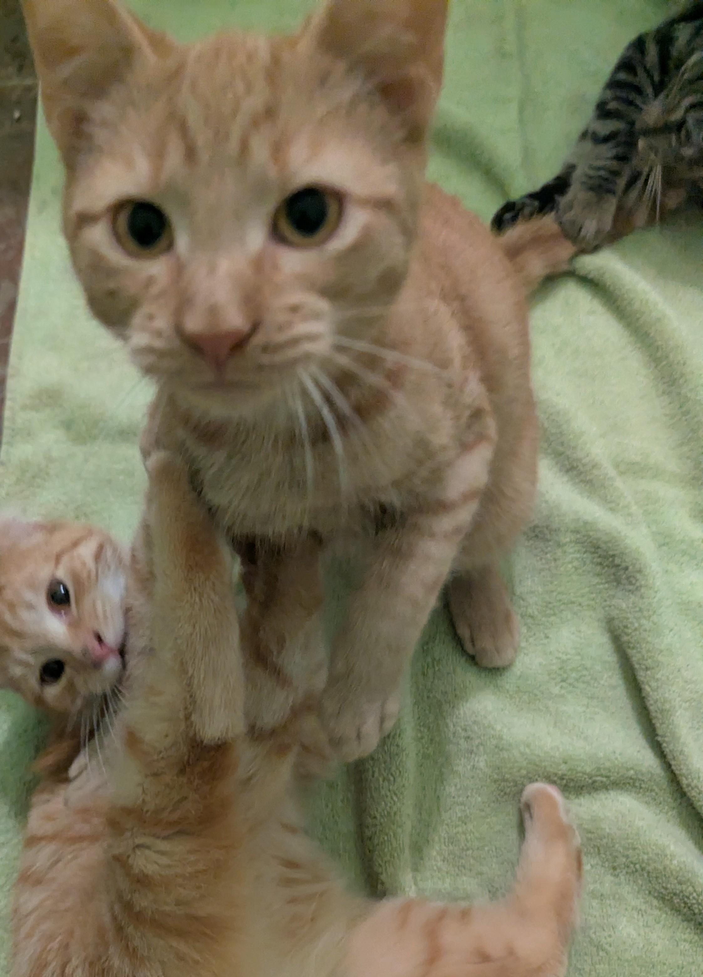 Rascal, a Adoptable Domestic Short Hair in Malden, MA image 4/5