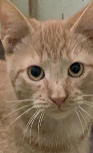 Rascal, Adoptable, Kitten Male Domestic Short Hair.