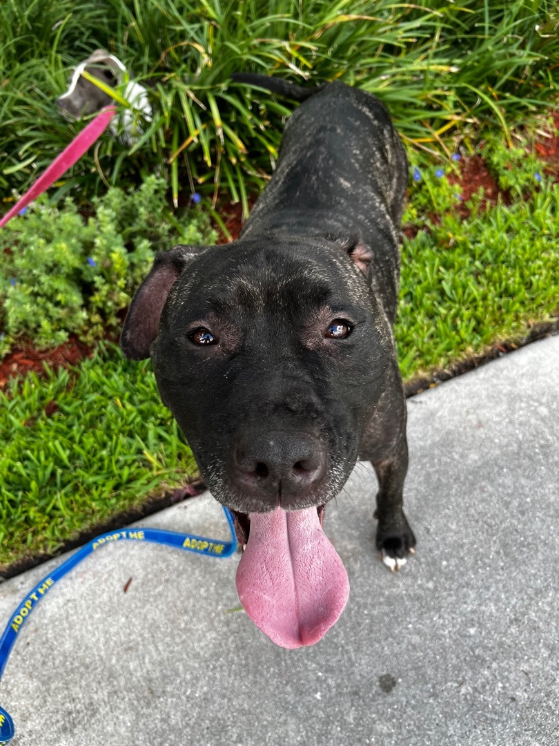 Enlarge Jo jo, a Adoptable mixed breed in Coral Springs, FL image 1/4