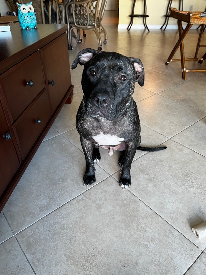 Enlarge Jo jo, a Adoptable mixed breed in Coral Springs, FL image 2/4