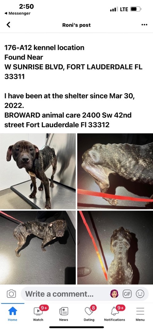 Enlarge Jo jo, a Adoptable mixed breed in Coral Springs, FL image 3/4