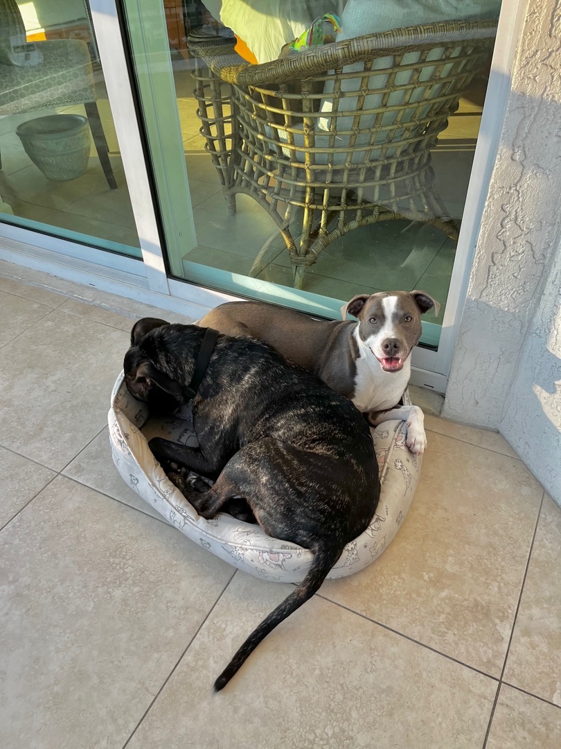 Enlarge Jo jo, a Adoptable mixed breed in Coral Springs, FL image 4/4