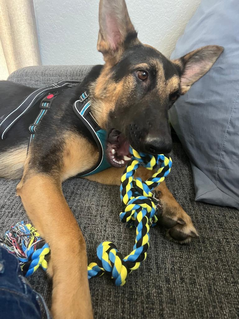 Katniss, ADOPTABLE, Young Female German Shepherd Dog.