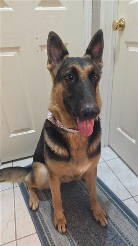 Katniss, a ADOPTABLE German Shepherd Dog in Brookfield, CT image 4/5