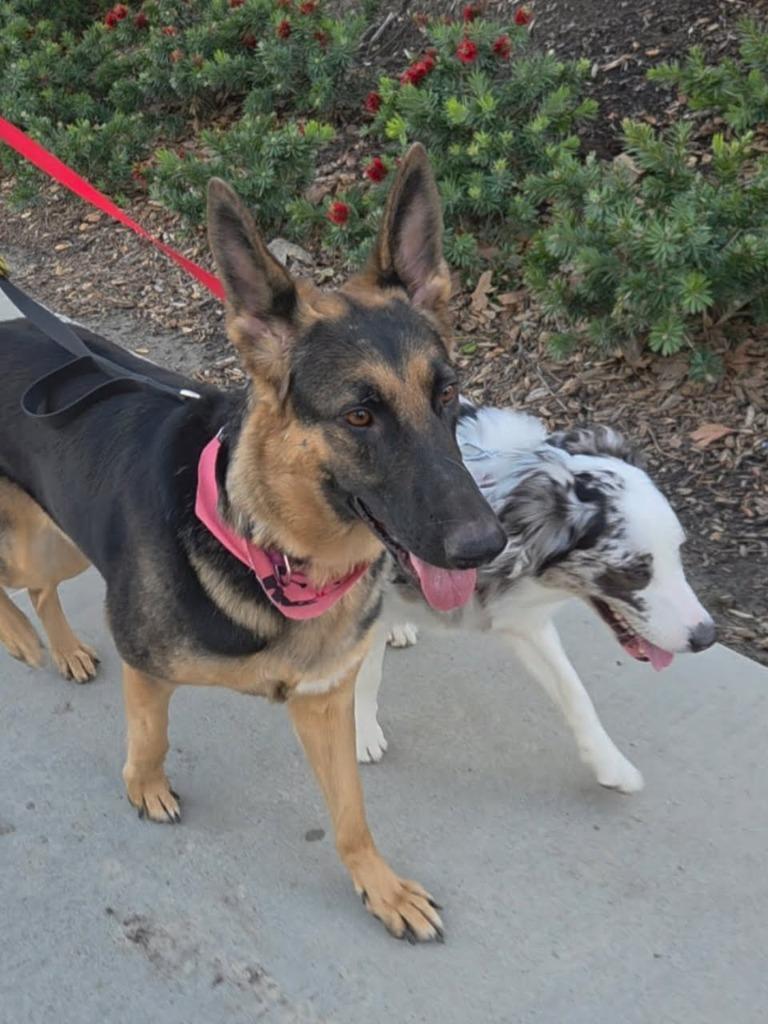 Katniss, a ADOPTABLE German Shepherd Dog in Brookfield, CT image 3/5