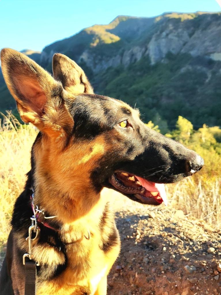 Katniss, a ADOPTABLE German Shepherd Dog in Brookfield, CT image 2/5