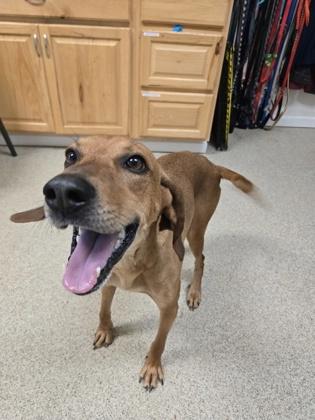 Ferngully, Adoptable, Adult Female Hound & Mixed Breed.