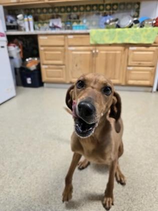 Enlarge Ferngully, a Adoptable mixed breed in Harbor Springs, MI image 2/2
