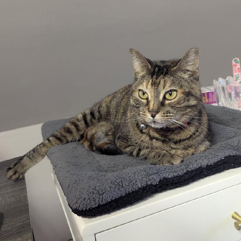 Enlarge Honey, an adoptable Domestic Short Hair in East Amherst, NY image 4/4