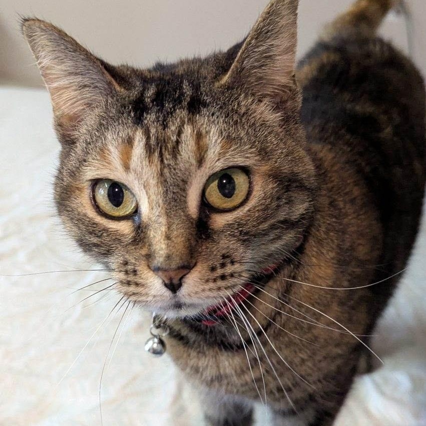 Honey, adoptable, Senior Female Domestic Short Hair.