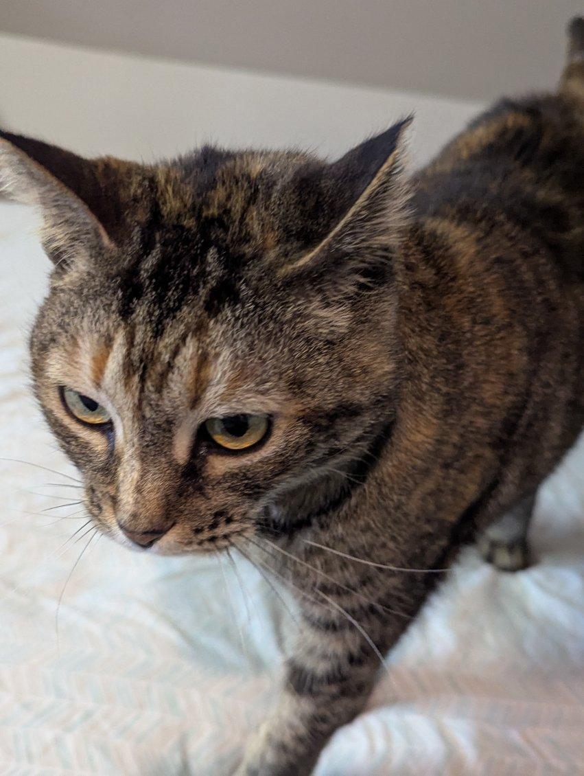 Enlarge Honey, an adopted Domestic Short Hair in East Amherst, NY image 5/6