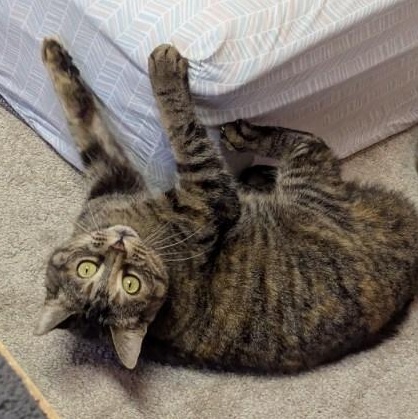 Enlarge Honey, an adoptable Domestic Short Hair in East Amherst, NY image 3/4