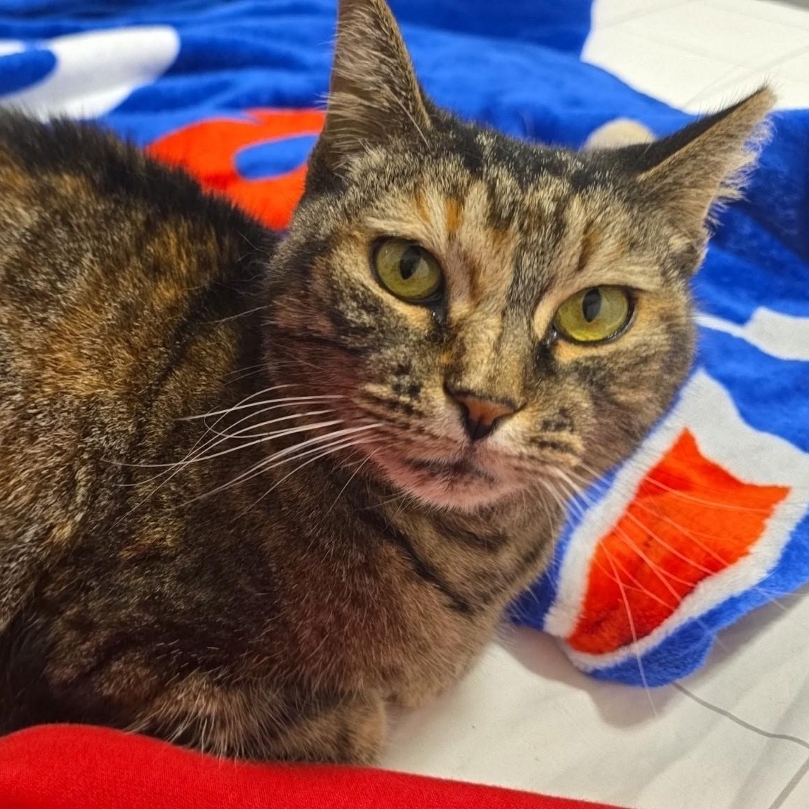 Honey, adoptable, Senior Female Domestic Short Hair.