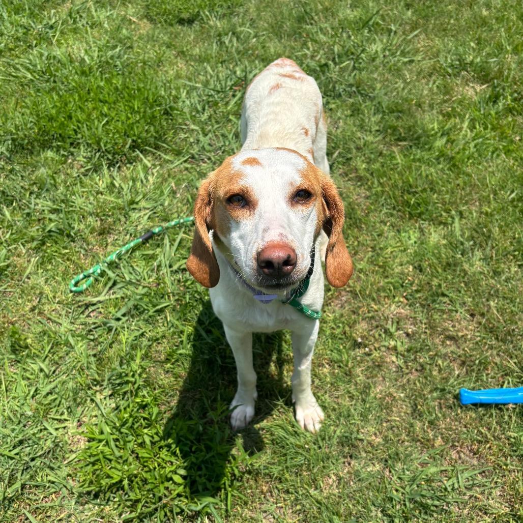 Belle, a Adoptable Hound in Chesapeake, VA image 1/5