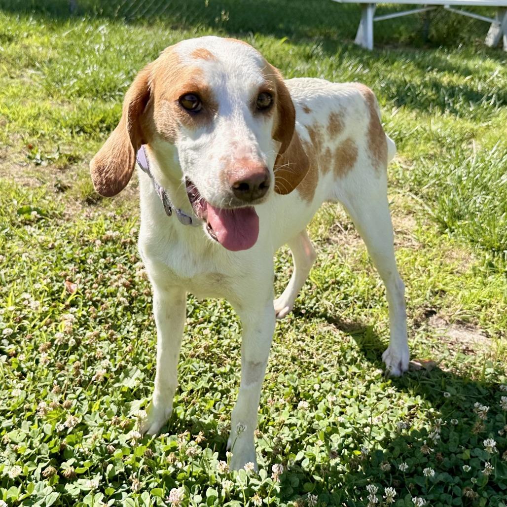 Belle, a Adoptable Hound in Chesapeake, VA image 2/5