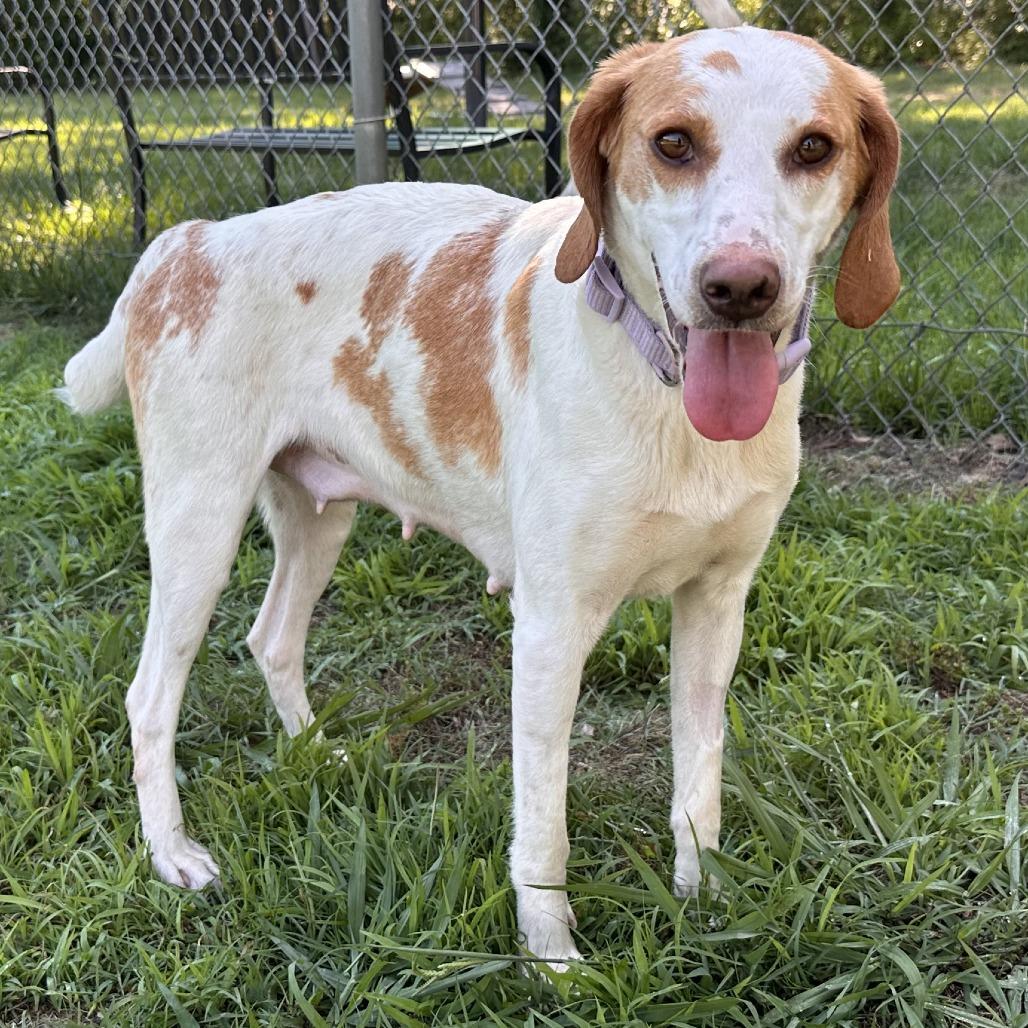 Belle, a Adoptable Hound in Chesapeake, VA image 3/5