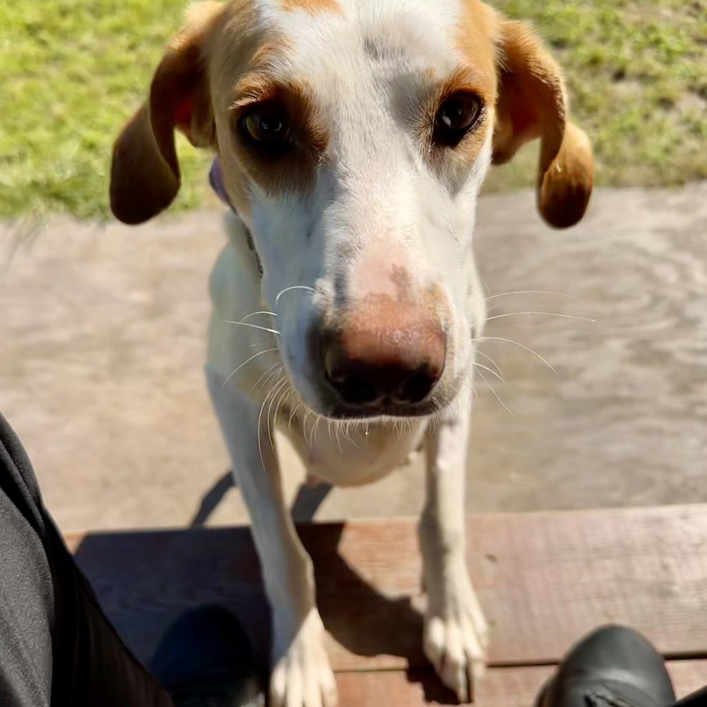 Belle, a Adoptable Hound in Chesapeake, VA image 4/5