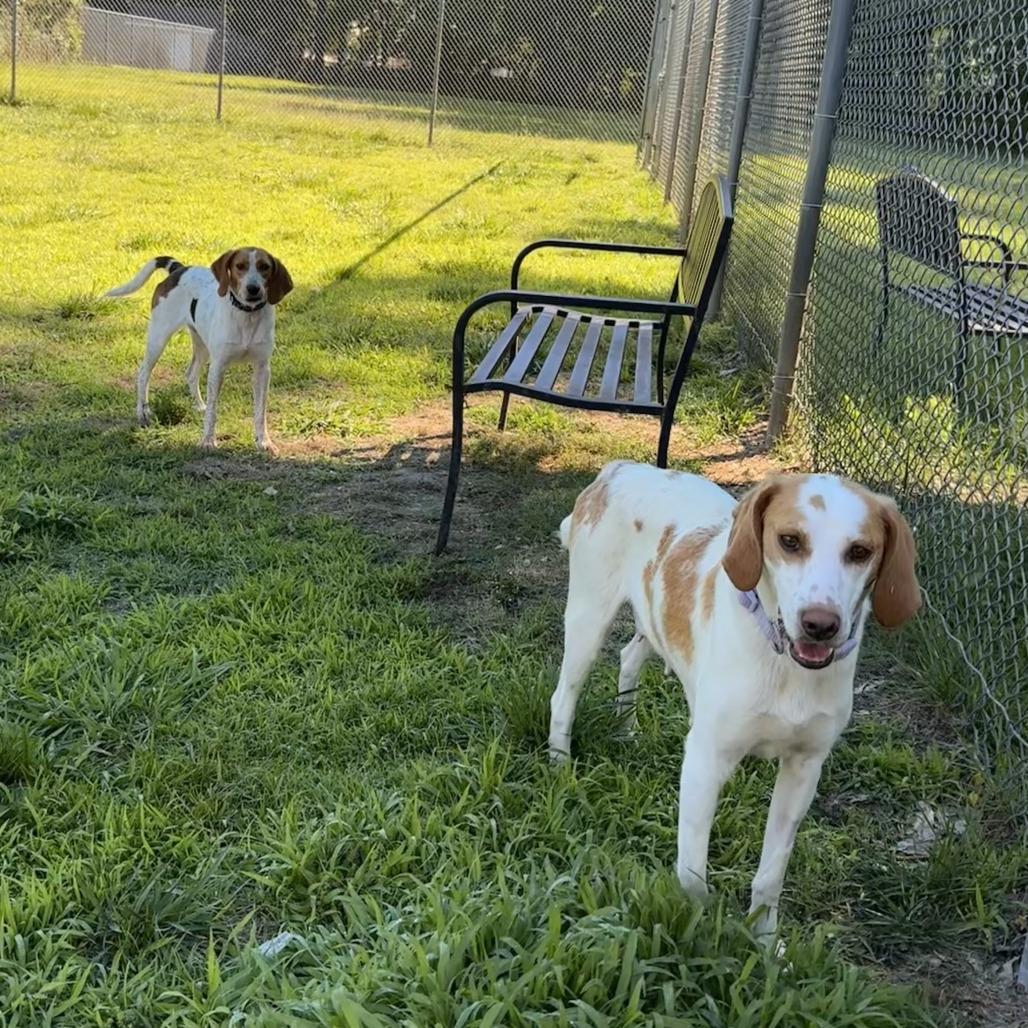 Belle, a Adoptable Hound in Chesapeake, VA image 5/5