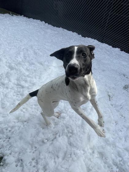 Leo, Adoptable, Adult Male Mixed Breed & Mixed Breed.