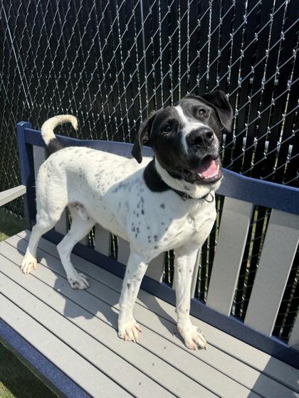 Enlarge Leo, a Adoptable mixed breed in Lafayette, IN image 1/3